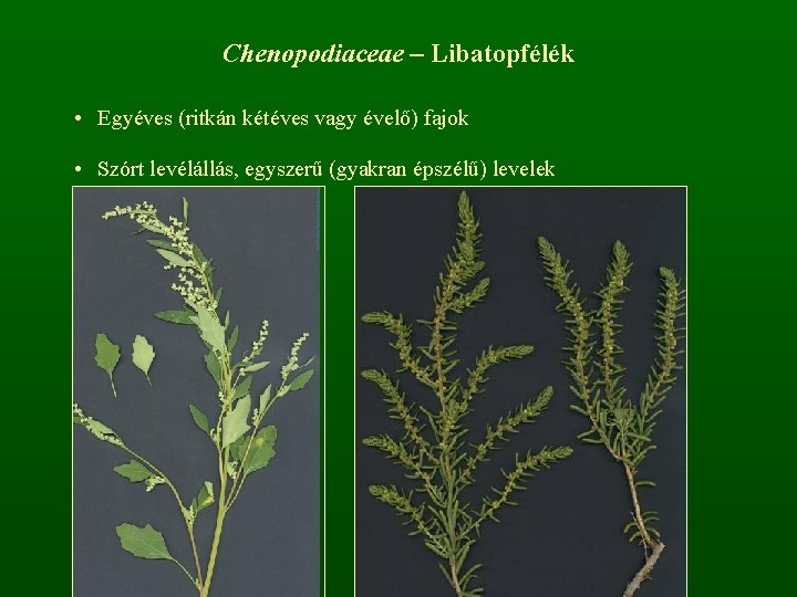 Chenopodiaceae – Libatopfélék • Egyéves (ritkán kétéves vagy évelő) fajok • Szórt levélállás, egyszerű