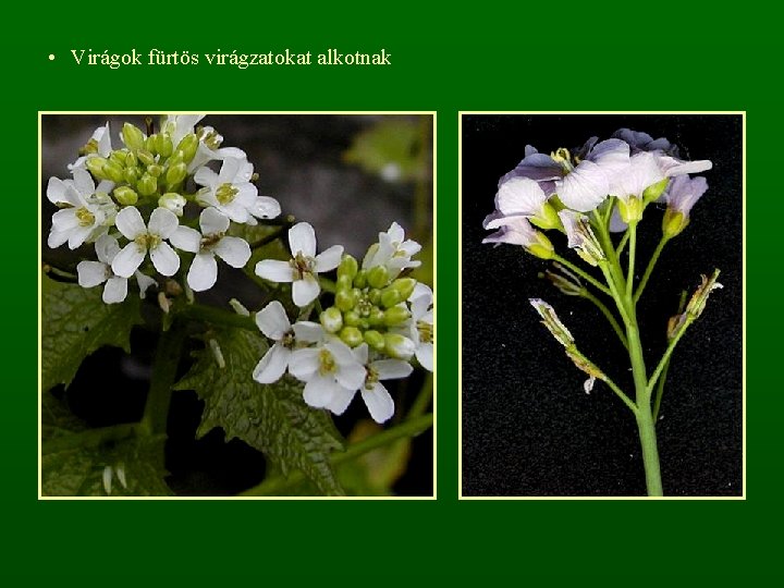  • Virágok fürtös virágzatokat alkotnak 