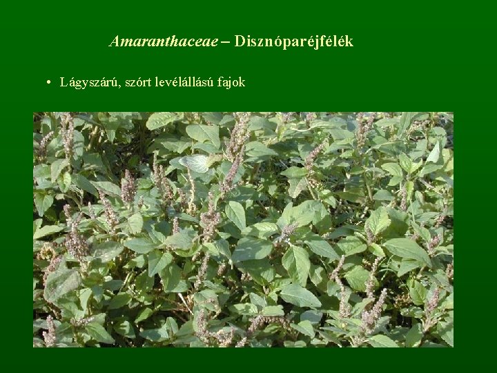 Amaranthaceae – Disznóparéjfélék • Lágyszárú, szórt levélállású fajok 