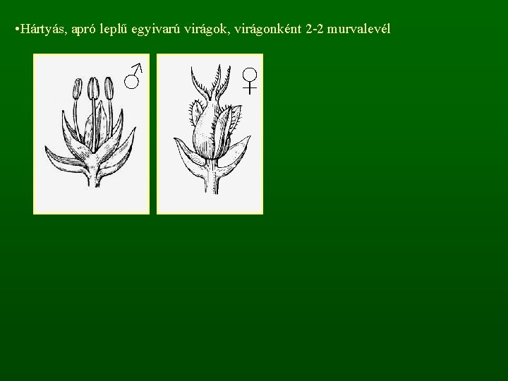  • Hártyás, apró leplű egyivarú virágok, virágonként 2 -2 murvalevél ♂ ♀ 