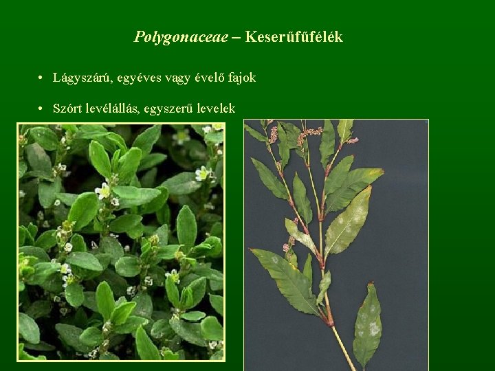 Polygonaceae – Keserűfűfélék • Lágyszárú, egyéves vagy évelő fajok • Szórt levélállás, egyszerű levelek