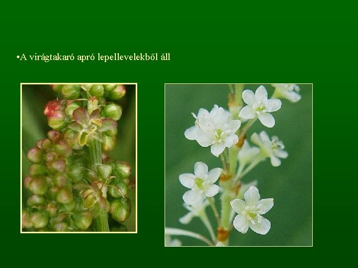 • A virágtakaró apró lepellevelekből áll 