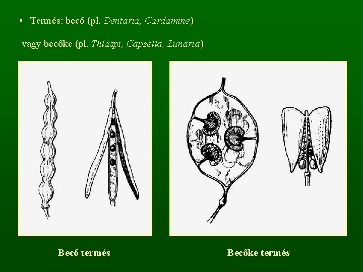  • Termés: becő (pl. Dentaria, Cardamine) vagy becőke (pl. Thlaspi, Capsella, Lunaria) Becő