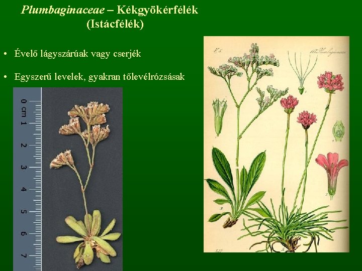 Plumbaginaceae – Kékgyökérfélék (Istácfélék) • Évelő lágyszárúak vagy cserjék • Egyszerű levelek, gyakran tőlevélrózsásak