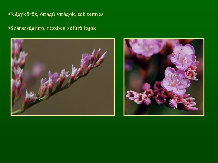  • Négykörös, öttagú virágok, tok termés • Szárazságtűrő, részben sótűrő fajok 