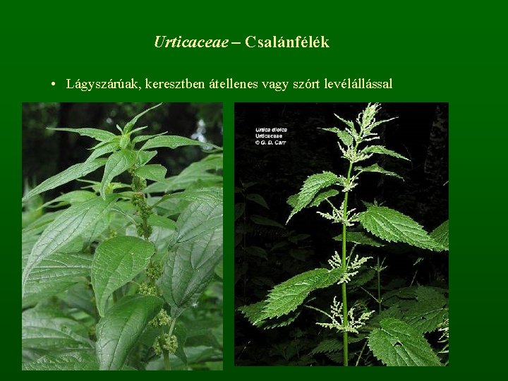 Urticaceae – Csalánfélék • Lágyszárúak, keresztben átellenes vagy szórt levélállással 