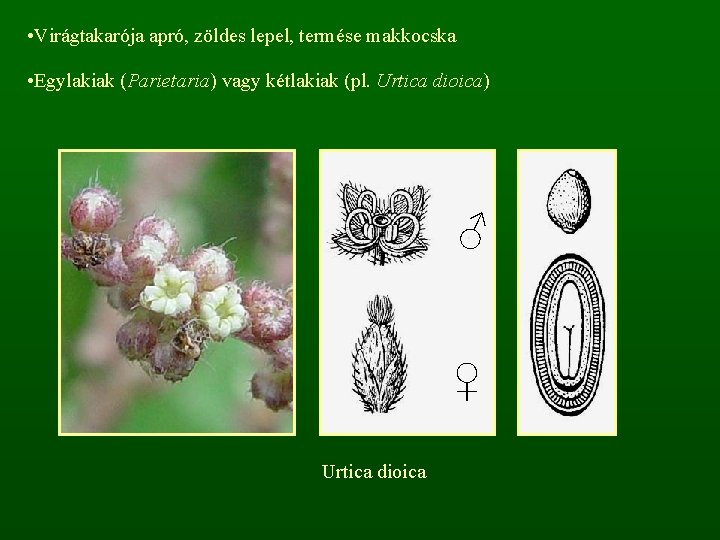  • Virágtakarója apró, zöldes lepel, termése makkocska • Egylakiak (Parietaria) vagy kétlakiak (pl.