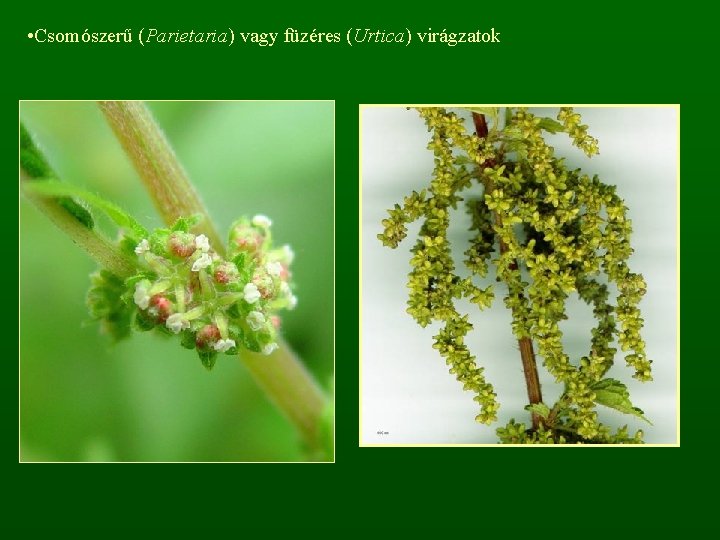  • Csomószerű (Parietaria) vagy füzéres (Urtica) virágzatok 