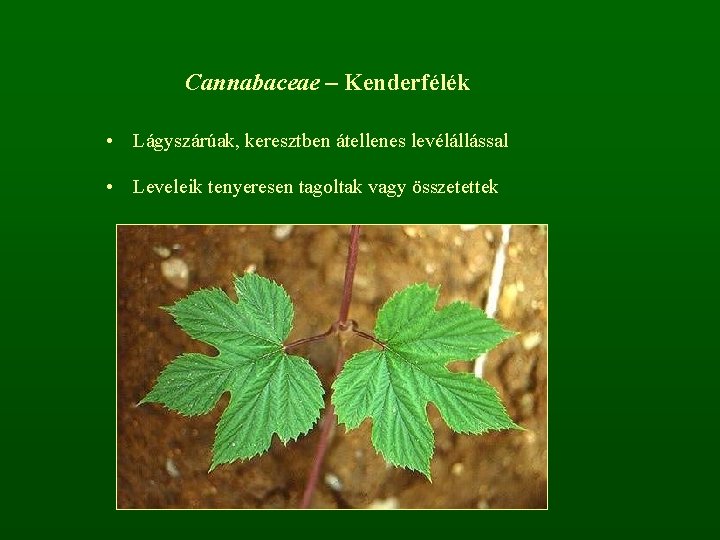 Cannabaceae – Kenderfélék • Lágyszárúak, keresztben átellenes levélállással • Leveleik tenyeresen tagoltak vagy összetettek