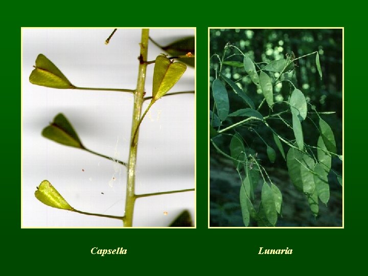 Capsella Lunaria 