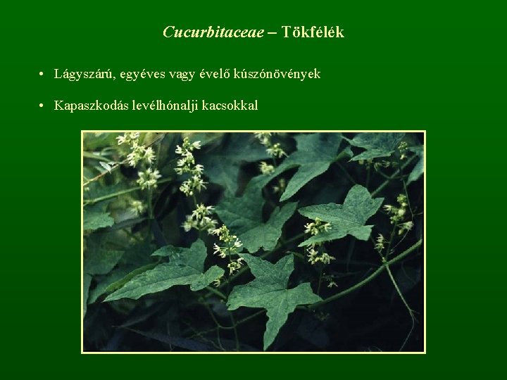 Cucurbitaceae – Tökfélék • Lágyszárú, egyéves vagy évelő kúszónövények • Kapaszkodás levélhónalji kacsokkal 