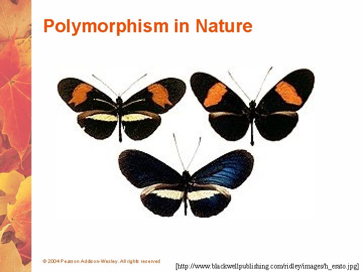 Polymorphism in Nature © 2004 Pearson Addison-Wesley. All rights reserved [http: //www. blackwellpublishing. com/ridley/images/h_erato.