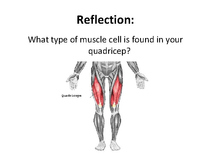 Reflection: What type of muscle cell is found in your quadricep? 