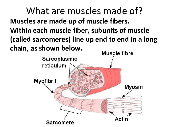 What are muscles made of? Muscles are made up of muscle fibers. Within each