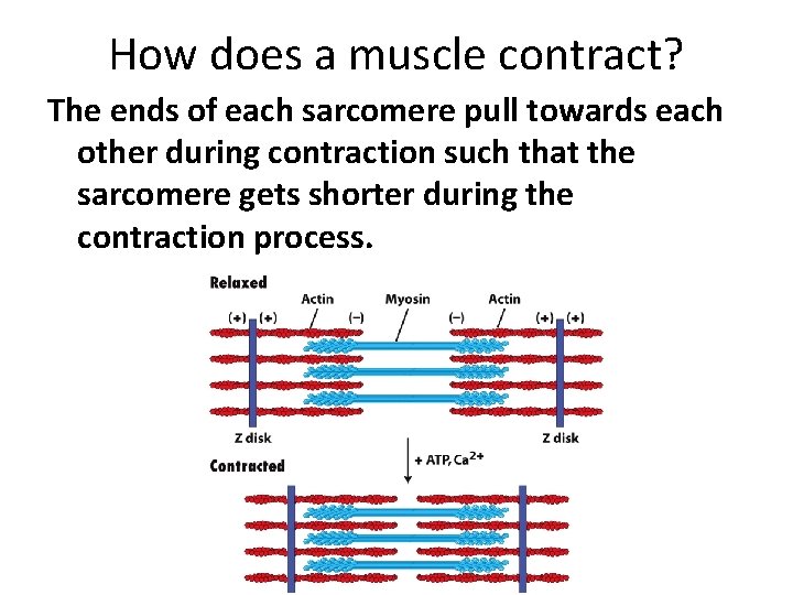 How does a muscle contract? The ends of each sarcomere pull towards each other