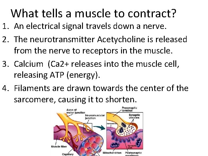 What tells a muscle to contract? 1. An electrical signal travels down a nerve.