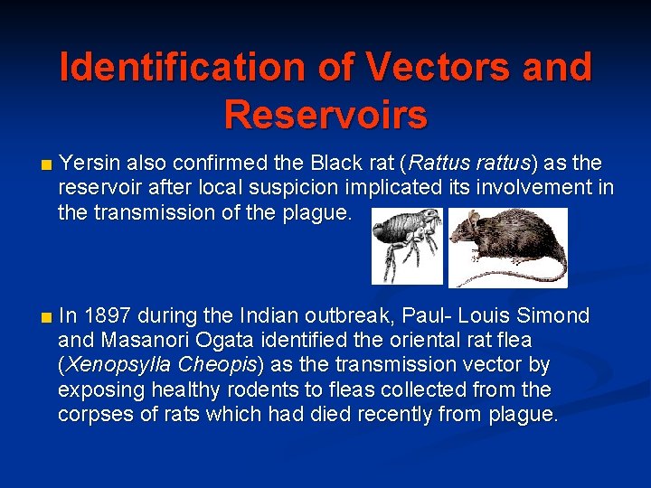 Identification of Vectors and Reservoirs ■ Yersin also confirmed the Black rat (Rattus rattus)