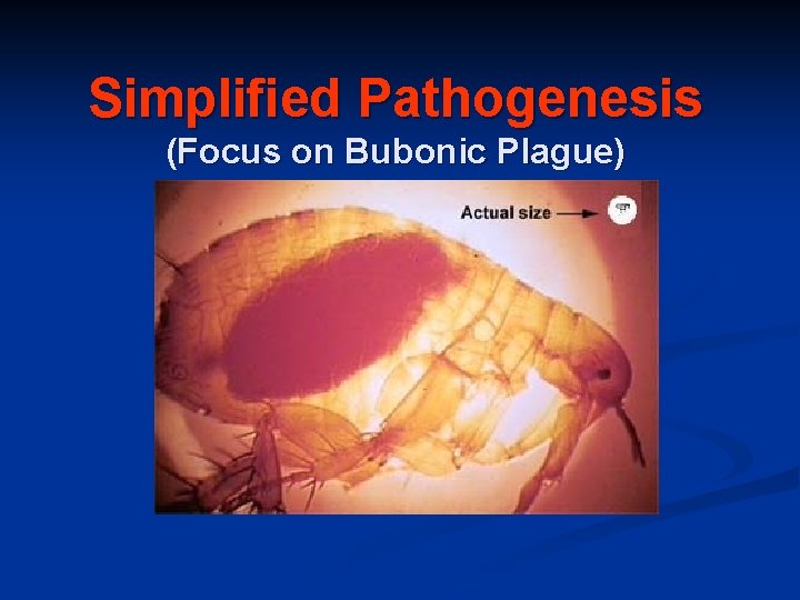 Simplified Pathogenesis (Focus on Bubonic Plague) 