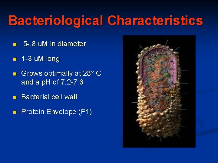 Bacteriological Characteristics n . 5 -. 8 u. M in diameter n 1 -3