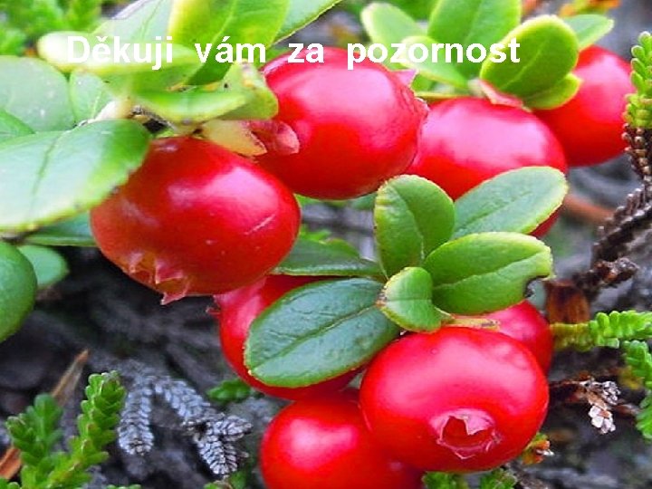 Děkuji vám za pozornost 