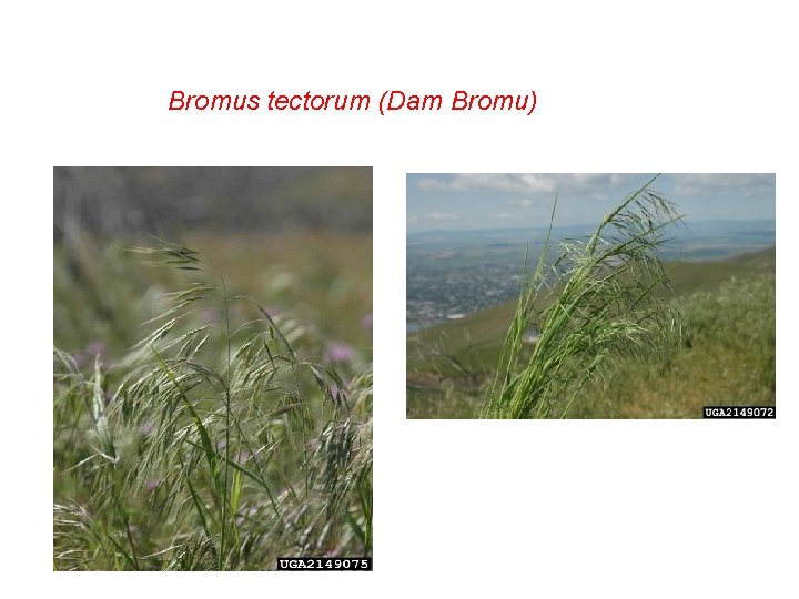 Bromus tectorum (Dam Bromu) 