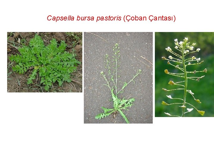Capsella bursa pastoris (Çoban Çantası) 