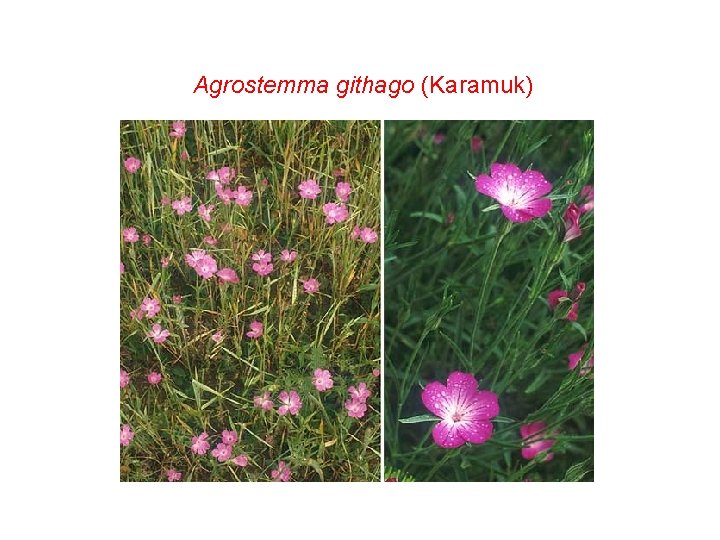 Agrostemma githago (Karamuk) 