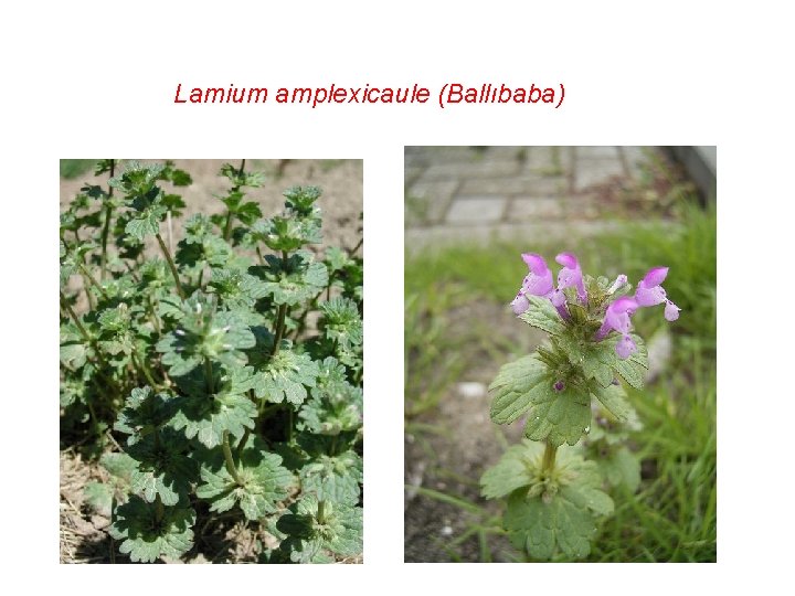 Lamium amplexicaule (Ballıbaba) 