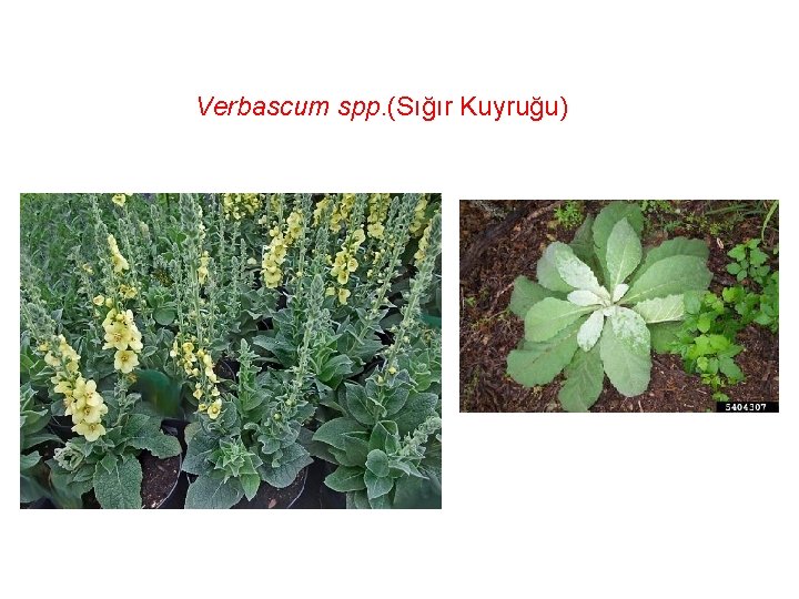 Verbascum spp. (Sığır Kuyruğu) 
