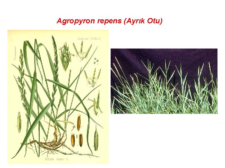 Agropyron repens (Ayrık Otu) 