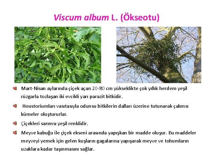 Viscum album L. (Ökseotu) Mart-Nisan aylarında çiçek açan 20 -80 cm yükseklikte çok yıllık