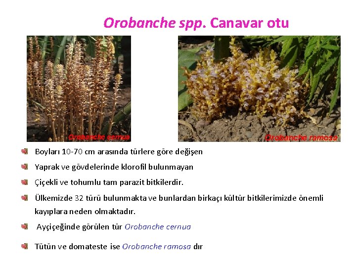Orobanche spp. Canavar otu Orobanche cernua Orobanche ramosa Boyları 10 -70 cm arasında türlere