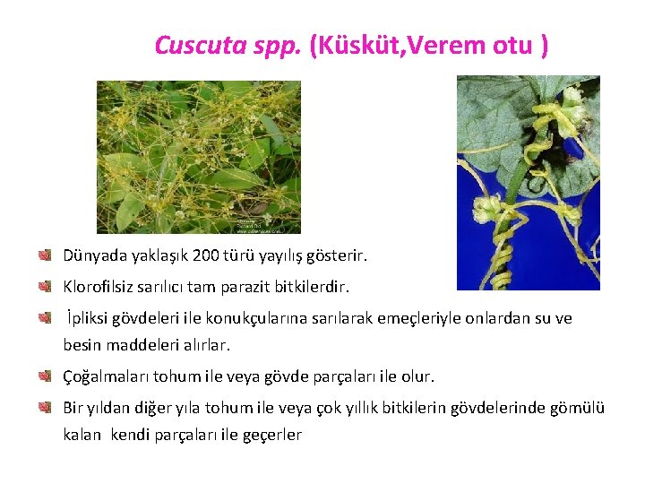 Cuscuta spp. (Küsküt, Verem otu ) Dünyada yaklaşık 200 türü yayılış gösterir. Klorofilsiz sarılıcı