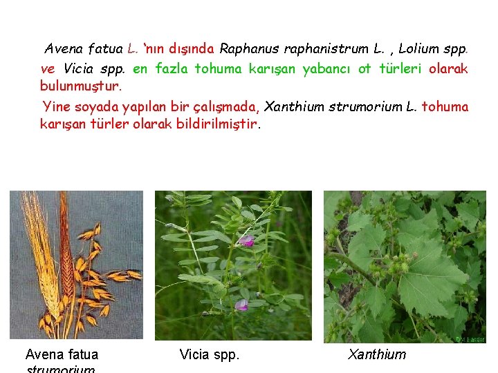 Avena fatua L. ‘nın dışında Raphanus raphanistrum L. , Lolium spp. ve Vicia spp.