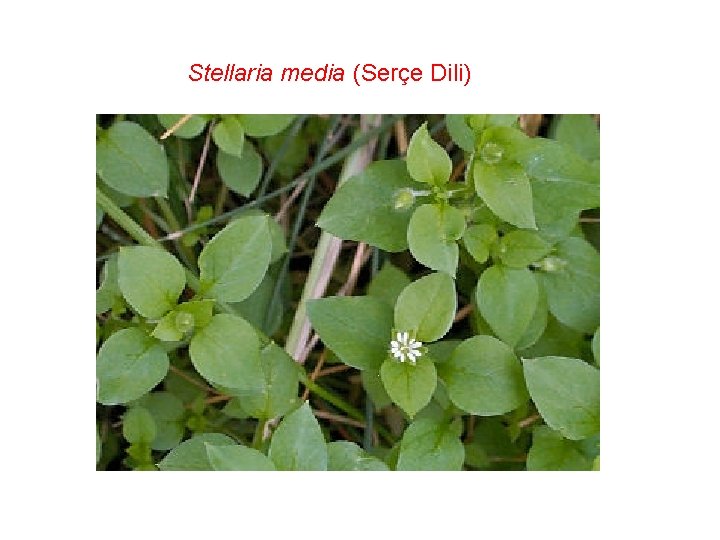 Stellaria media (Serçe Dili) 