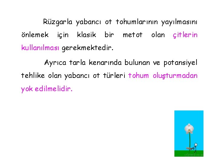 Rüzgarla yabancı ot tohumlarının yayılmasını önlemek için klasik bir metot olan çitlerin kullanılması gerekmektedir.