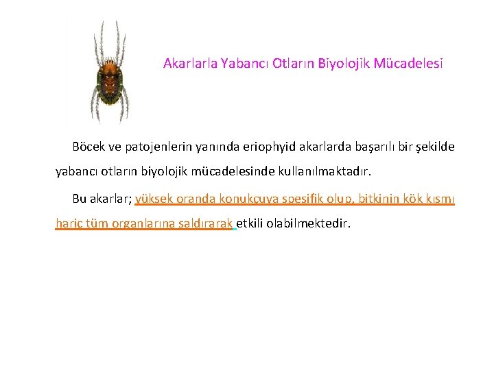 Akarlarla Yabancı Otların Biyolojik Mücadelesi Böcek ve patojenlerin yanında eriophyid akarlarda başarılı bir şekilde