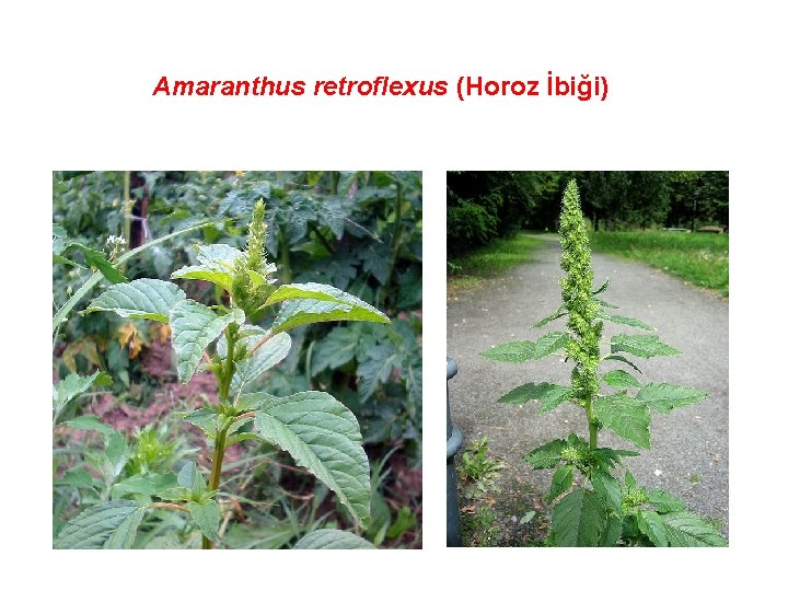 Amaranthus retroflexus (Horoz İbiği) 