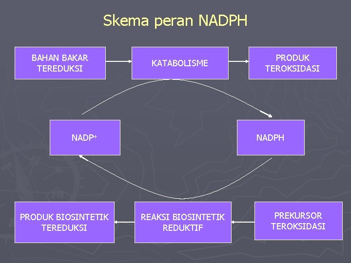 Skema peran NADPH BAHAN BAKAR TEREDUKSI KATABOLISME NADP+ PRODUK BIOSINTETIK TEREDUKSI PRODUK TEROKSIDASI NADPH