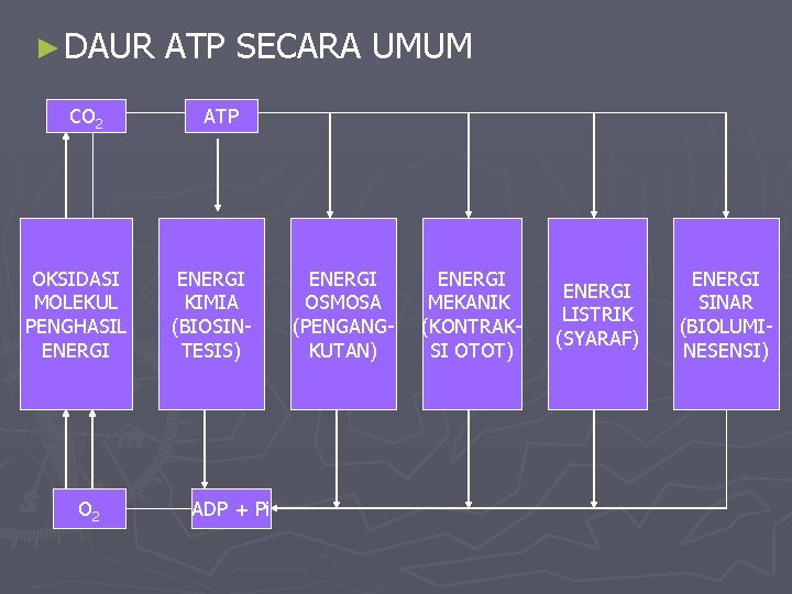 ► DAUR CO 2 OKSIDASI MOLEKUL PENGHASIL ENERGI O 2 ATP SECARA UMUM ATP