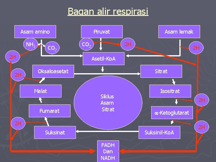 Bagan alir respirasi Asam amino NH 3 CO 2 2 H 2 H Piruvat