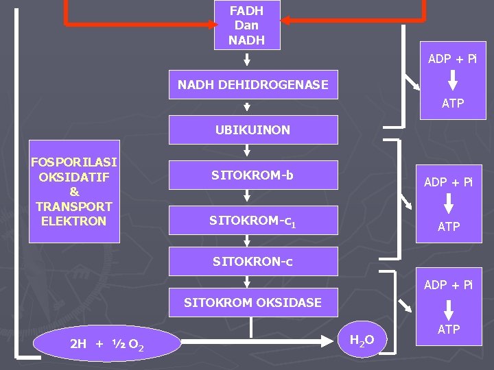 FADH Dan NADH ADP + Pi NADH DEHIDROGENASE ATP UBIKUINON FOSPORILASI OKSIDATIF & TRANSPORT