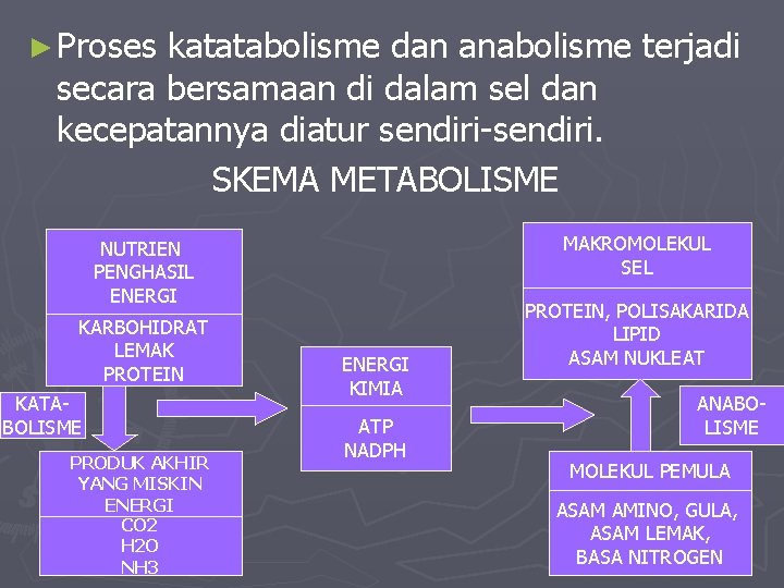 ► Proses katatabolisme dan anabolisme terjadi secara bersamaan di dalam sel dan kecepatannya diatur