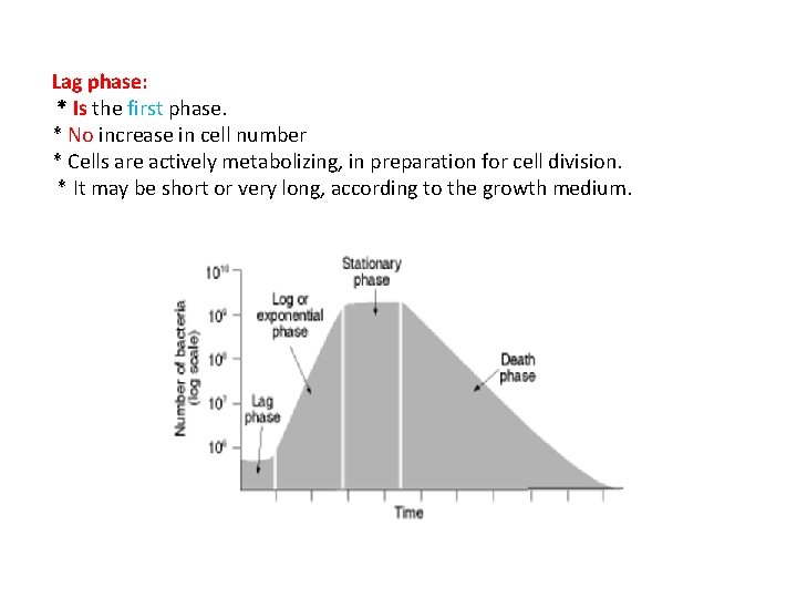 Lag phase: * Is the first phase. * No increase in cell number *