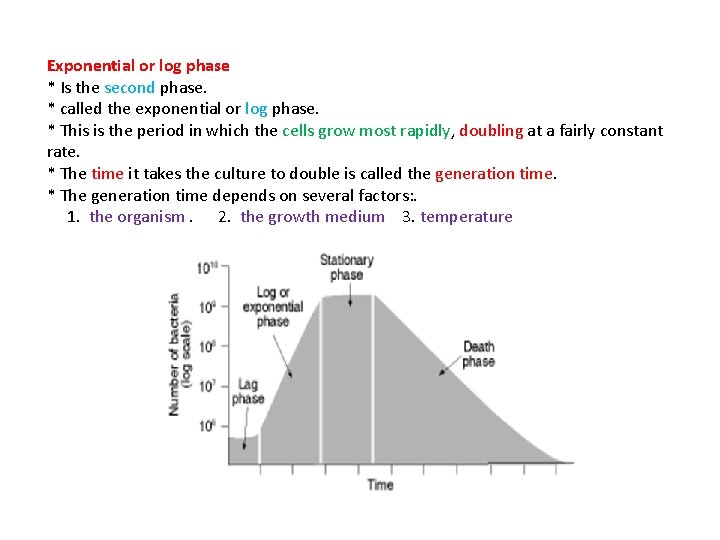 Exponential or log phase * Is the second phase. * called the exponential or