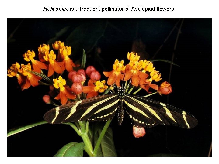 Heliconius is a frequent pollinator of Asclepiad flowers 