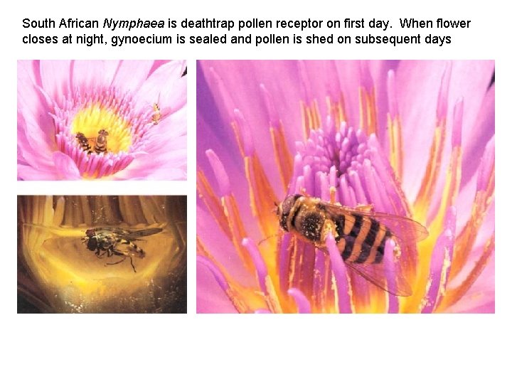 South African Nymphaea is deathtrap pollen receptor on first day. When flower closes at