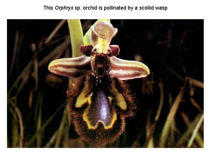 This Orphrys sp. orchid is pollinated by a scoliid wasp 