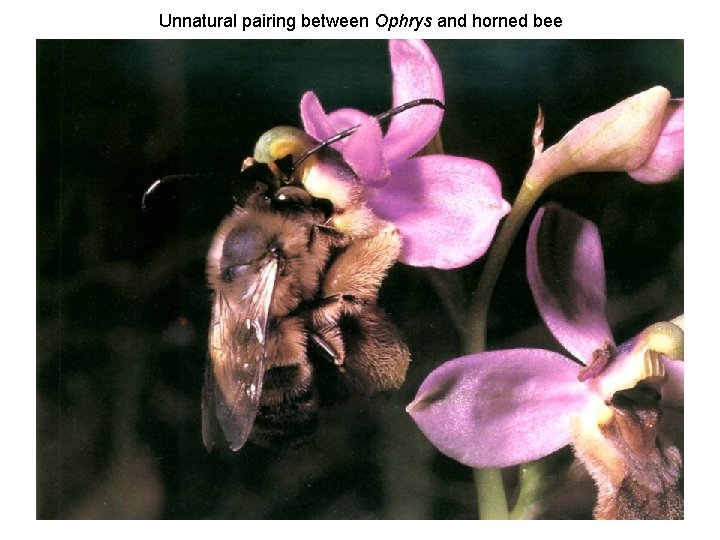 Unnatural pairing between Ophrys and horned bee 