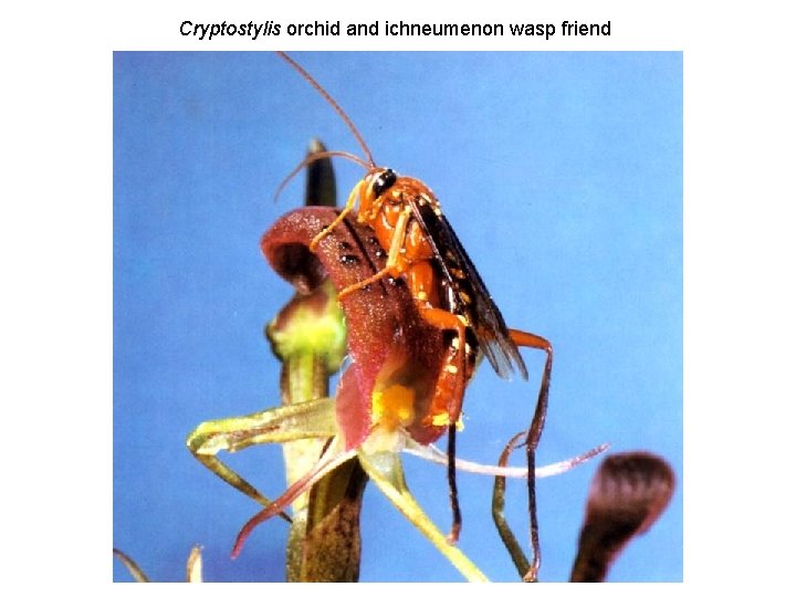 Cryptostylis orchid and ichneumenon wasp friend 